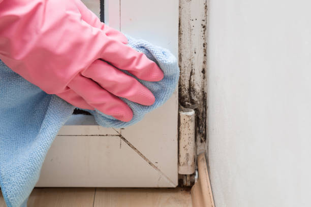 Best Attic Mold Remediation in Delhi, LA